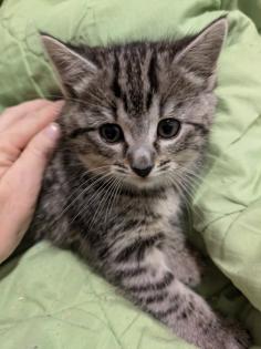 PerserMixKitten weiblich