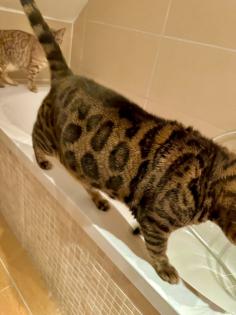 Bengal Katzen, weiblich, in liebevolle Hände abzugeben