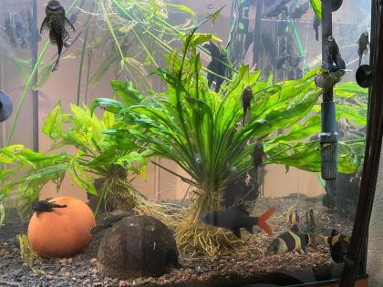Aquarium komplett mit Fischen und Zubehör