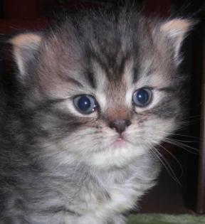 Perserbaby Katerchen