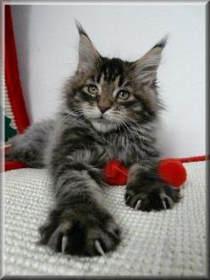 Maine Coon Babys mit Schmuseabitur abzugeben