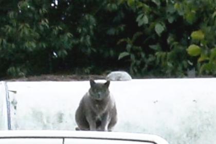 Katze BKH/Kartäuser grau, halber Schwanz seit 25. 11. 2021 Troisdorf-Bergheim