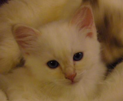Kleiner Birma-Kater sucht neuen Wirkungskreis