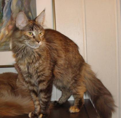Farbenfrohe Maine Coon Maus
