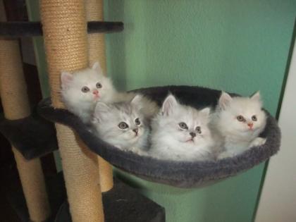 Wunderschöne Perser Babys suchen ein neues zuhause