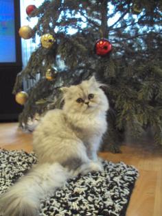 PERSERKATZE SILVER SHADED mit Nase