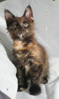 MAINE COON Kitten in black-tortie