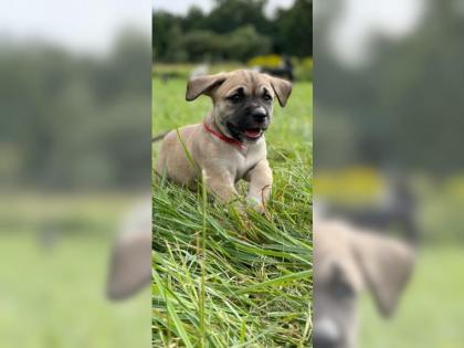 Amerikanische Bulldogge X Golden Retriever Mix welpen