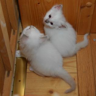 Heilige Birma-Kitten mit Papiere