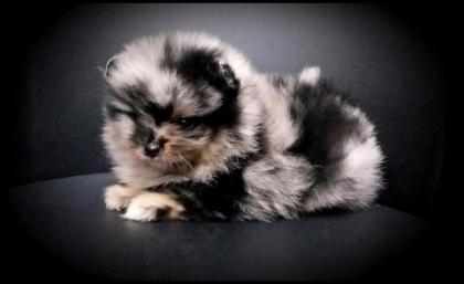 Teacup Pomeranianhündinnenwelpewelpen merle