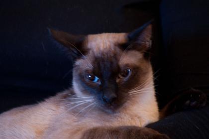 Deckkater Thai/Siam, hat wieder Kuscheltermine frei