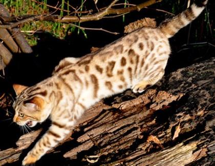 Bengal Kätzchen zur Wiederwahl Homing