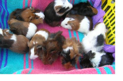 Süße, junge Meerschweinchen abzugeben