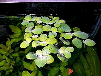 Muschelblume, Aquarienpflanzen Versand/ Abholung