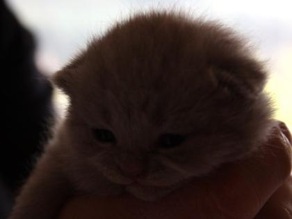 Süße reinrassige Britisch-Kurzhaar Kitten