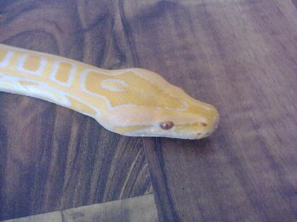 Albino Tigerpython mit Terrarium