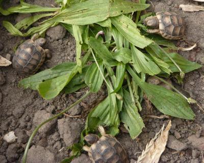 Breitrandschildkröten Testudo marginata