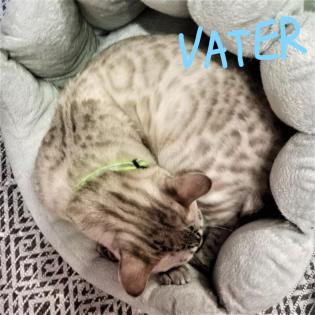 Reinrassige Bengalkitten mit Stammbaum Mini Leoparden