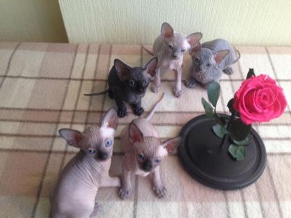 Hypoallergene 100 haarlose Sphynx-Kätzchen