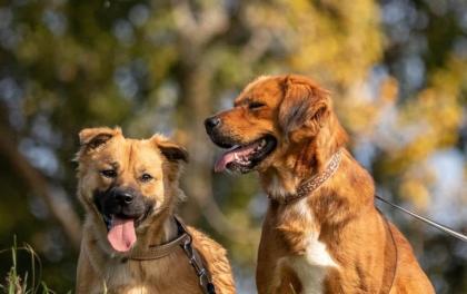 Fibi und Frolic hängen sehr aneinander