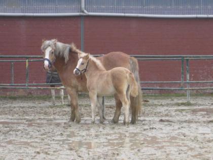 Haflinger Stute mit Stutfohlen