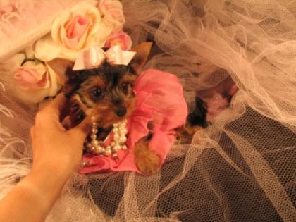 Yorkshire-Terrier zu verkaufen.