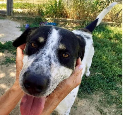 Pongo sucht dringend Pflegestelle oder Endstelle