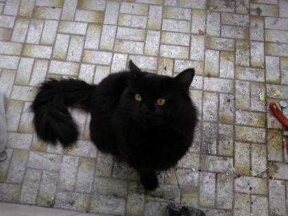 Maine Coon Deckkater