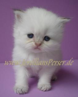 Goldenpoint Perserbaby s mit Nase und Papiere.