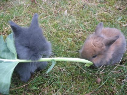 Kaninchen abzugeben
