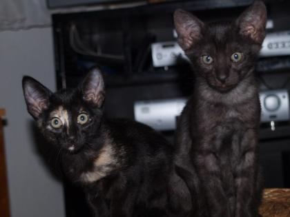 OKH Kitten