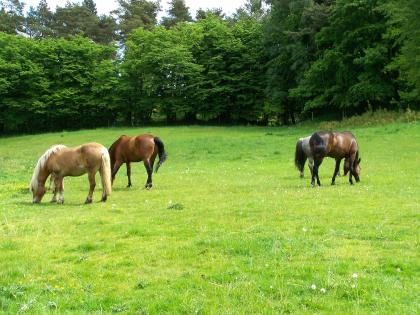 Biete freie Plätze im Offenstall, auch Rehepferde