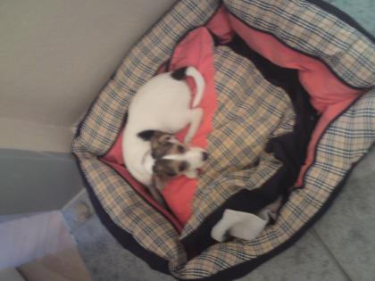 Jack Russel Welpe Dringend