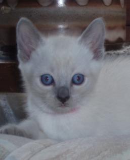 Thai Katzen in bluepoint zu verkaufen