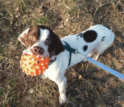 Verschmuster POINTER-SABUESO MISCHLING sucht Zuhause