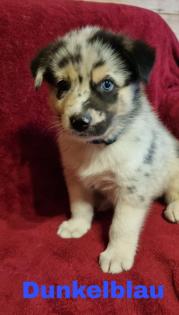 Siberian Husky x Australian Shepherd Mix