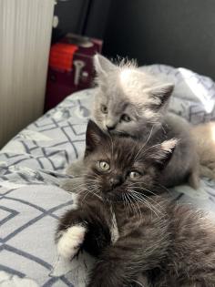 Britisch kurzhaar kitten Katze