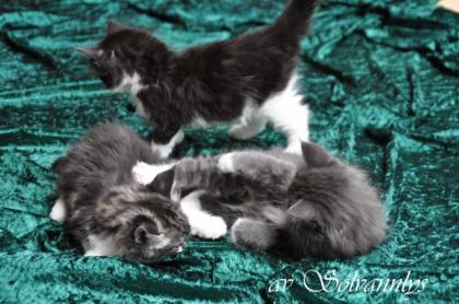 Norwegische Waldkatzen Kitten