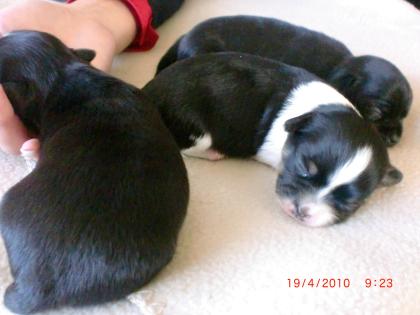 Chihuahuawelpen aus Körzucht