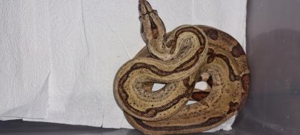 Boa constrictor Morphen