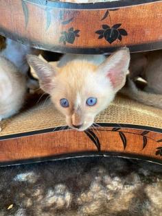 Peterbald Kitten suchen ein schönes Zuhause