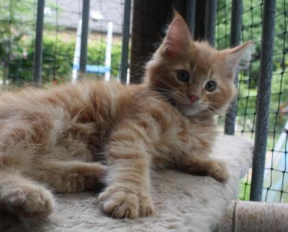 Maine Coon Katerchen darf bald ausziehn