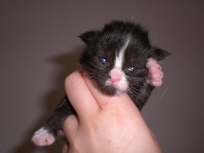 Super typvolle Maie Coon Kitten