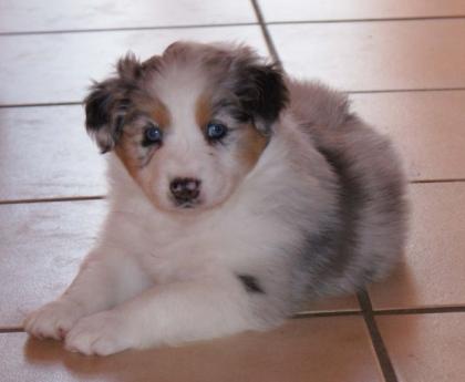 Australian Shepherd Welpen abzugeben