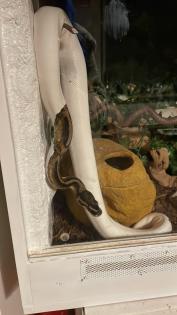 Königspython Piebald Dalmatiner