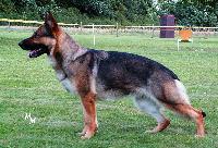 Deutsche Schäferhunde 2von den schwarzen Äckern