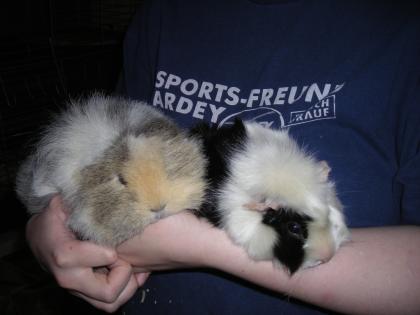 Zwei Meerschweinchen zu verschenken