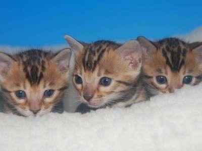 Bengal-Katzen zu verkaufen 100 Euro