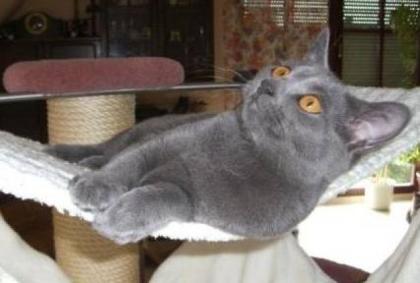 Chartreux, der reinrassige Kartäuser