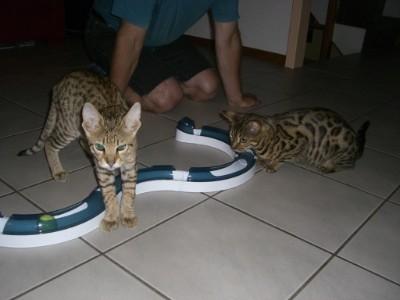 Bonny and Monny Nizza Bengal Katzen